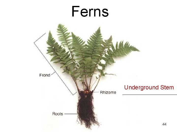 Ferns Underground Stem 44 