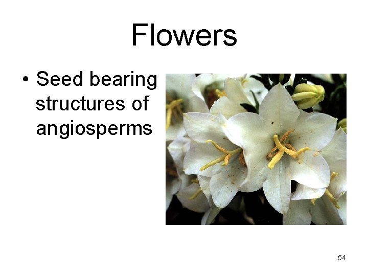 Flowers • Seed bearing structures of angiosperms 54 