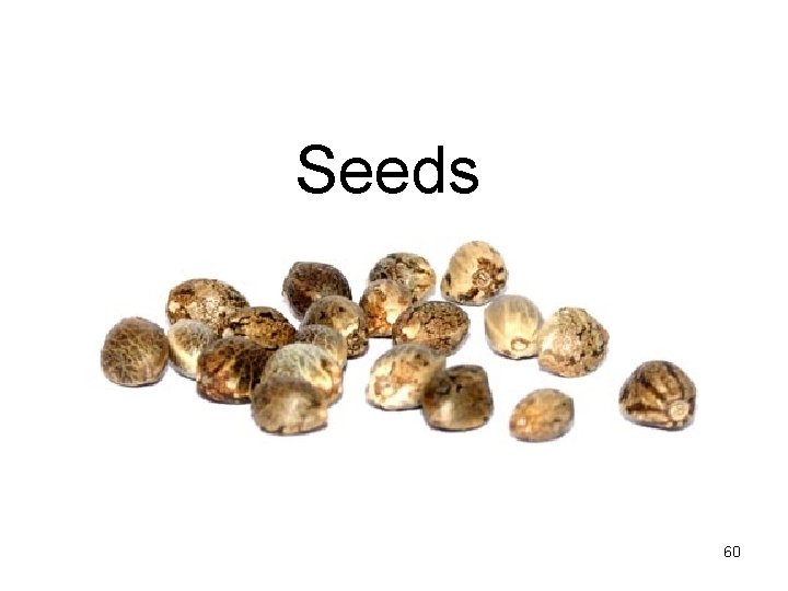 Seeds 60 