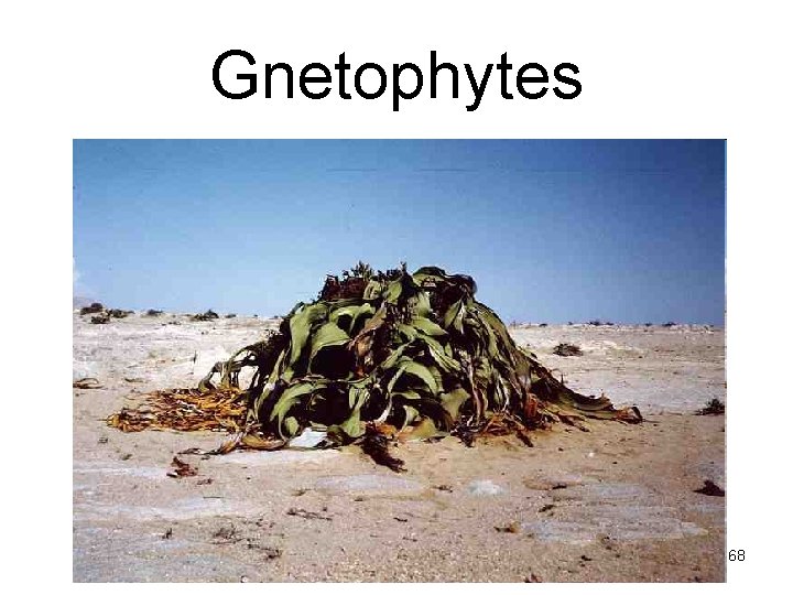 Gnetophytes 68 