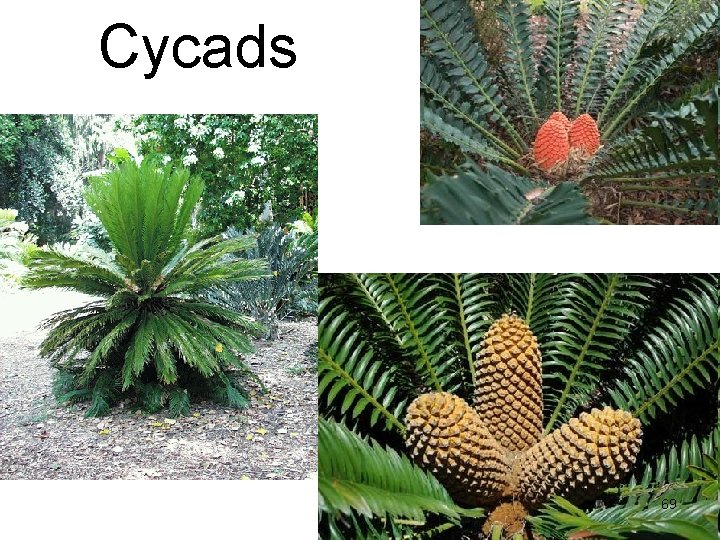 Cycads 69 