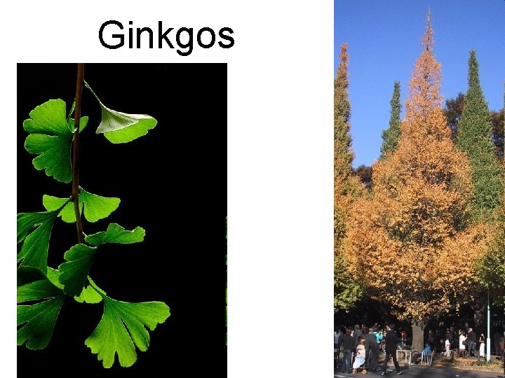 Ginkgos 70 