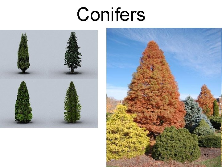 Conifers 72 