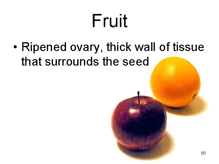 Fruit • Ripened ovary, thick wall of tissue that surrounds the seed 80 