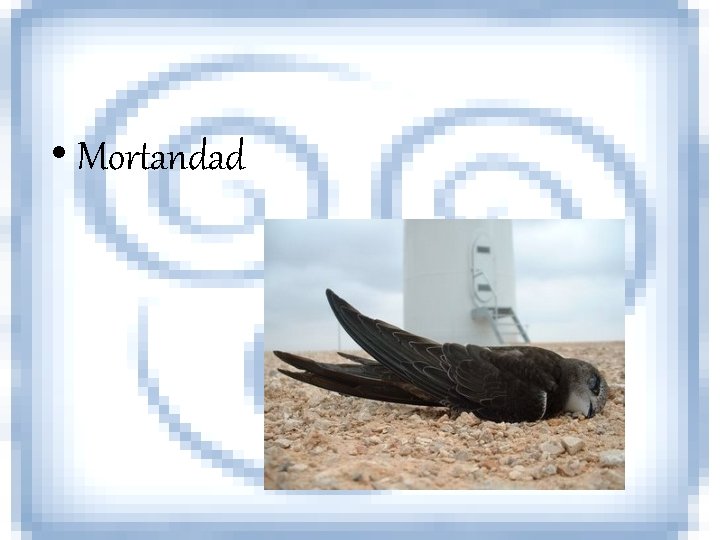  • Mortandad 