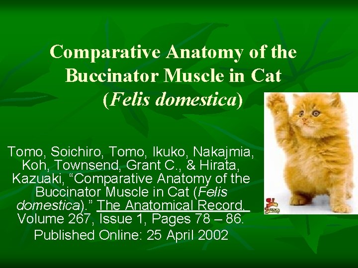  Comparative Anatomy of the Buccinator Muscle in Cat (Felis domestica) Tomo, Soichiro, Tomo,