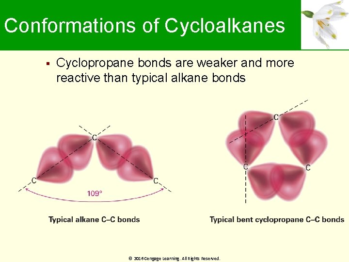 Conformations of Cycloalkanes Cyclopropane bonds are weaker and more reactive than typical alkane bonds