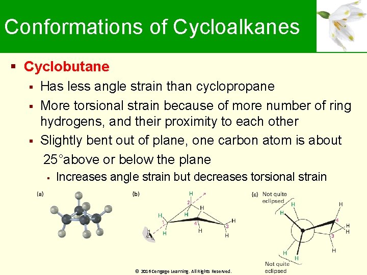 Conformations of Cycloalkanes Cyclobutane Has less angle strain than cyclopropane More torsional strain because