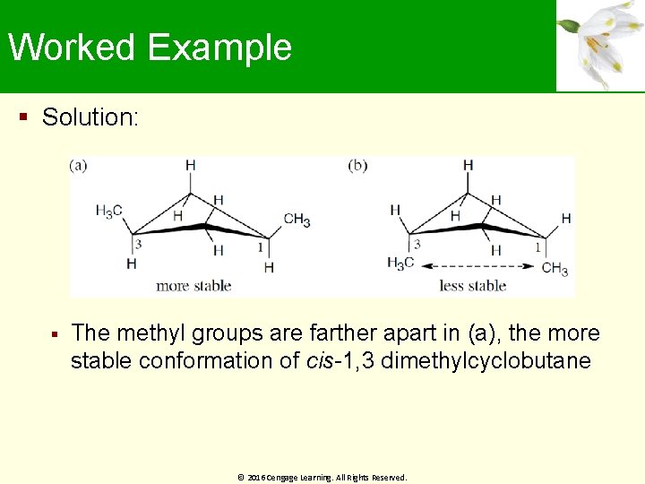 Worked Example Solution: The methyl groups are farther apart in (a), the more stable