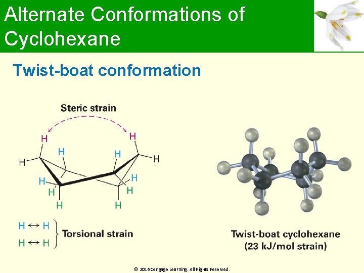 Alternate Conformations of Cyclohexane Twist-boat conformation © 2016 Cengage Learning. All Rights Reserved. 