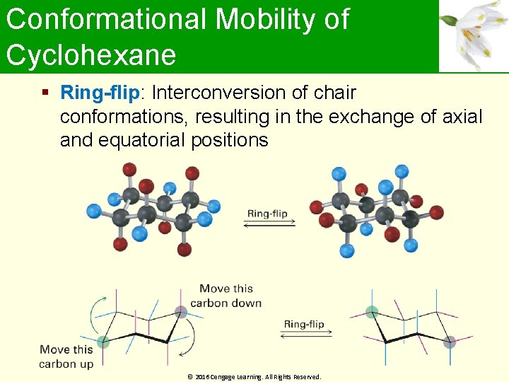 Conformational Mobility of Cyclohexane Ring-flip: Interconversion of chair conformations, resulting in the exchange of