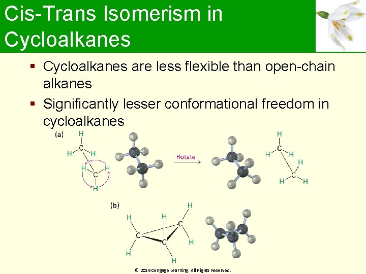 Cis-Trans Isomerism in Cycloalkanes are less flexible than open-chain alkanes Significantly lesser conformational freedom