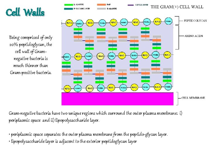 Cell Walls Being comprised of only 20% peptidoglycan, the cell wall of Gramnegative bacteria