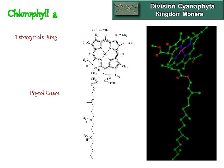 Chlorophyll a Tetrapyrrole Ring Phytol Chain 