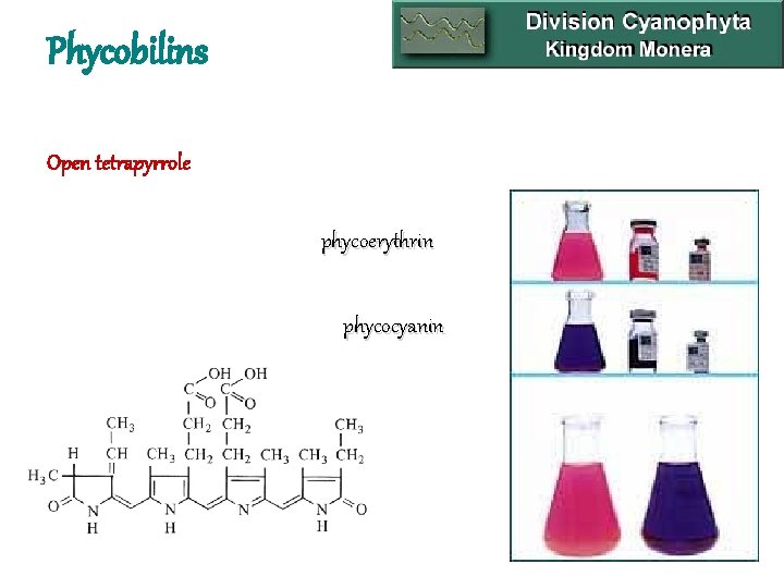 Phycobilins Open tetrapyrrole phycoerythrin phycocyanin 