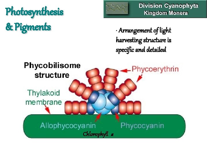 Photosynthesis & Pigments • Arrangement of light harvesting structure is specific and detailed Chlorophyll