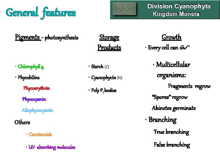 General features Pigments - photosynthesis • Chlorophyll a • Phycobilins Phycoerythrin Phycocyanin Allophycocyanin Others