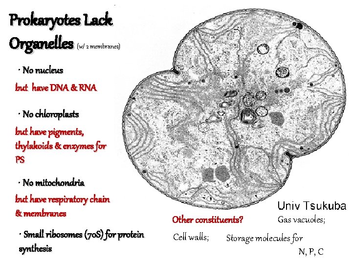 Prokaryotes Lack Organelles (w/ 2 membranes) • No nucleus but have DNA & RNA