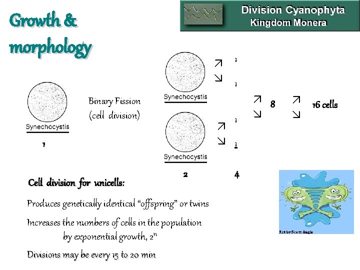 Growth & morphology 1 1 Binary Fission (cell division) 1 1 1 Cell division