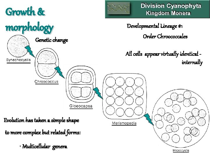 Growth & morphology Genetic change Developmental Lineage #1 Order Chroococcales All cells appear virtually