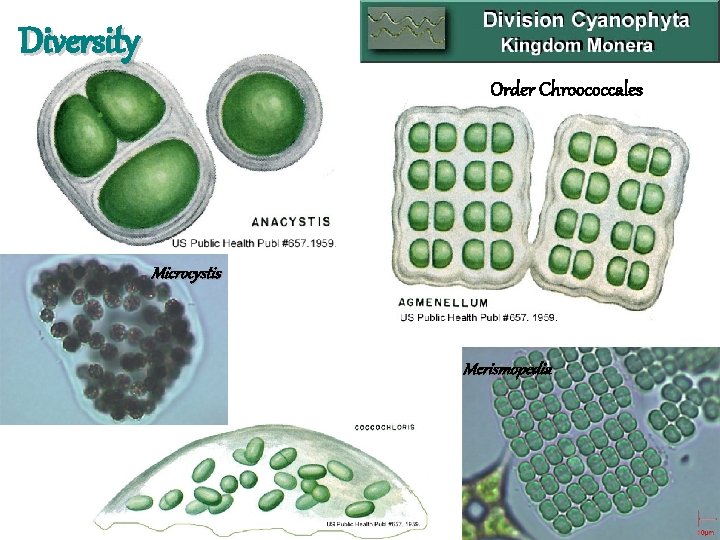 Diversity Order Chroococcales Microcystis Merismopedia 