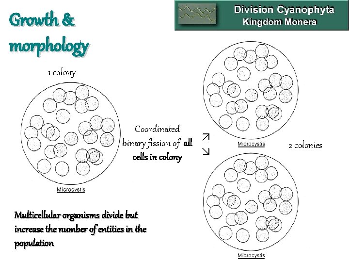 Growth & morphology 1 colony Coordinated binary fission of all cells in colony Multicellular