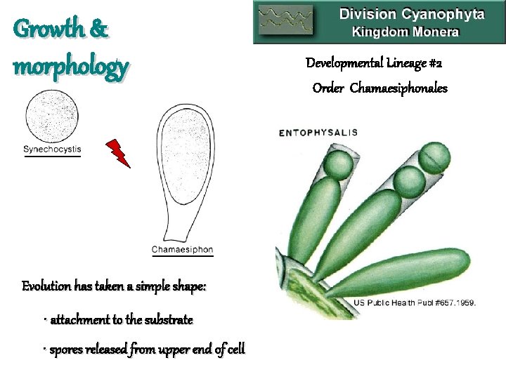 Growth & morphology Evolution has taken a simple shape: • attachment to the substrate