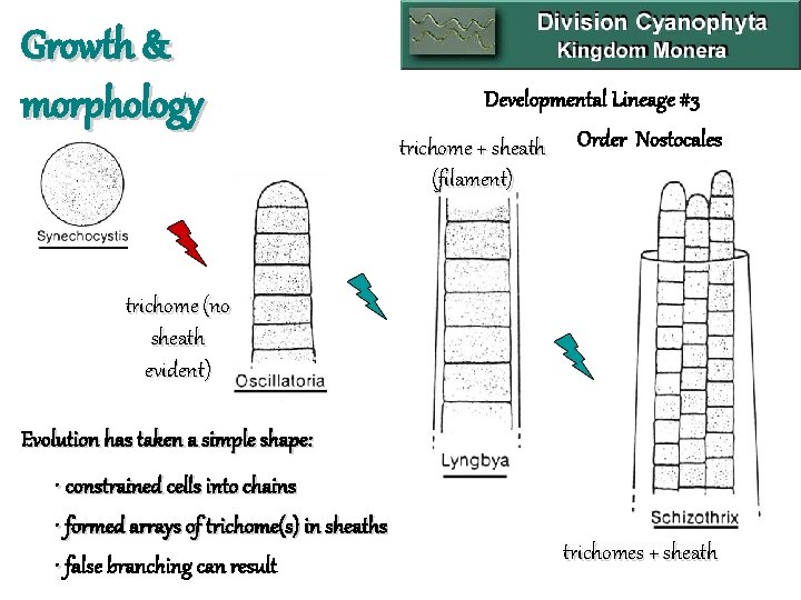 Growth & morphology Developmental Lineage #3 trichome + sheath Order Nostocales (filament) trichome (no