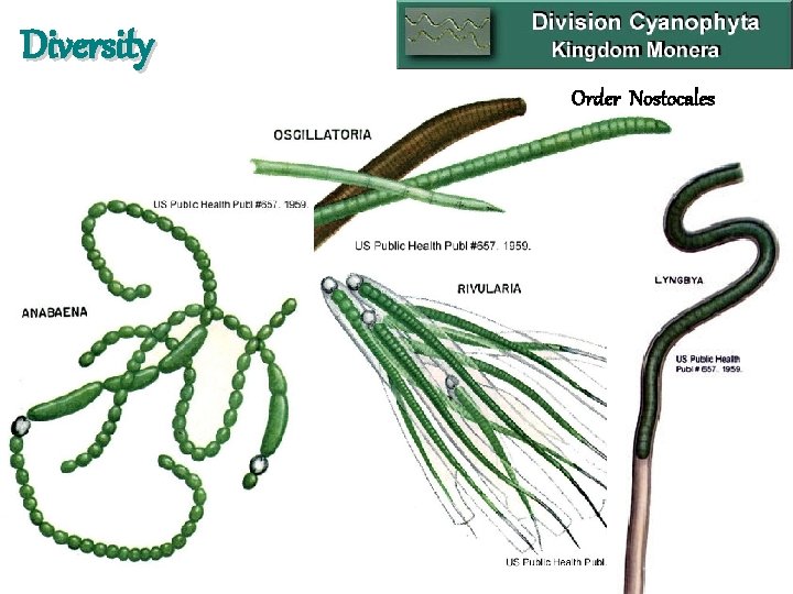 Diversity Order Nostocales 