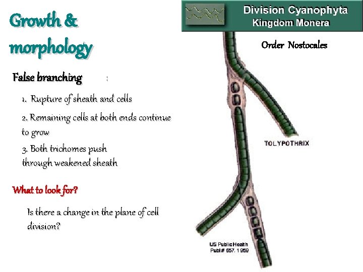 Growth & morphology False branching Order Nostocales : 1. Rupture of sheath and cells