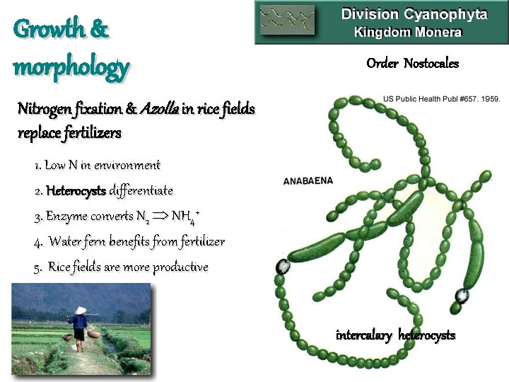 Growth & morphology Order Nostocales Nitrogen fixation & Azolla in rice fields replace fertilizers