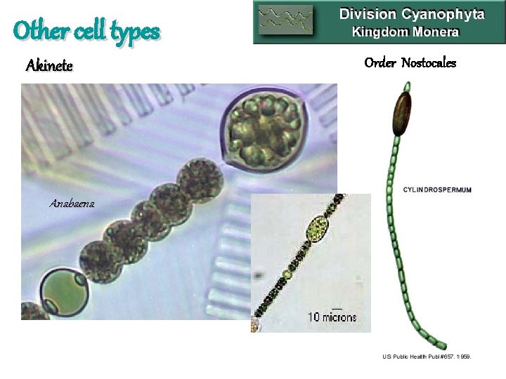 Other cell types Akinete Anabaena Order Nostocales 