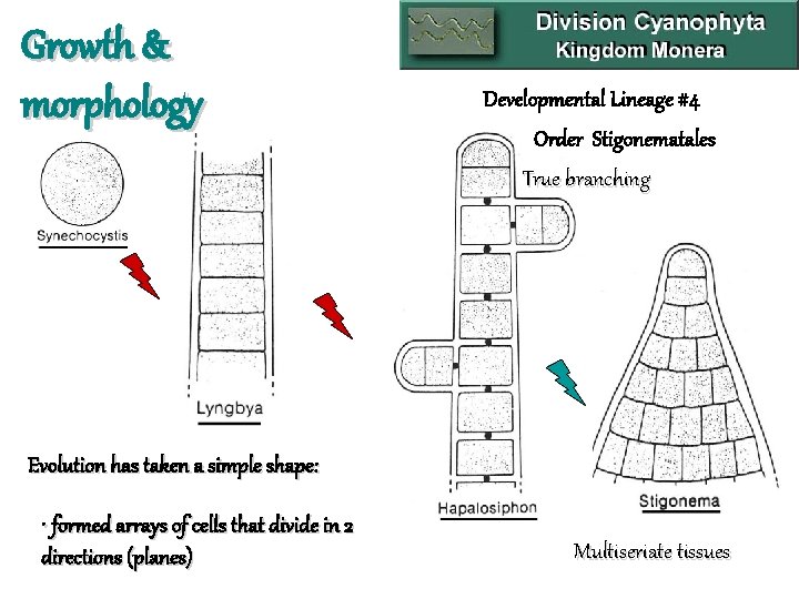 Growth & morphology Developmental Lineage #4 Order Stigonematales True branching Evolution has taken a