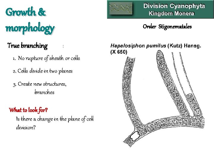Growth & morphology True branching Order Stigonematales : 1. No rupture of sheath or