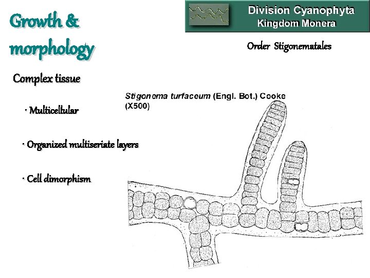 Growth & morphology Complex tissue • Multicellular • Organized multiseriate layers • Cell dimorphism