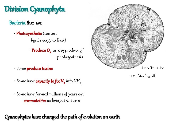 Division Cyanophyta Bacteria that are: • Photosynthetic (convert light energy to food) • Produce