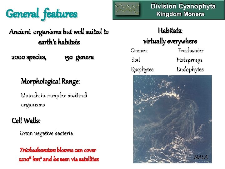 General features Ancient organisms but well suited to earth’s habitats 2000 species, 150 genera