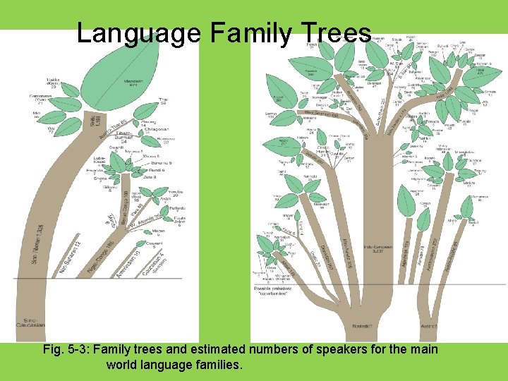 Language Family Trees Fig. 5 -3: Family trees and estimated numbers of speakers for