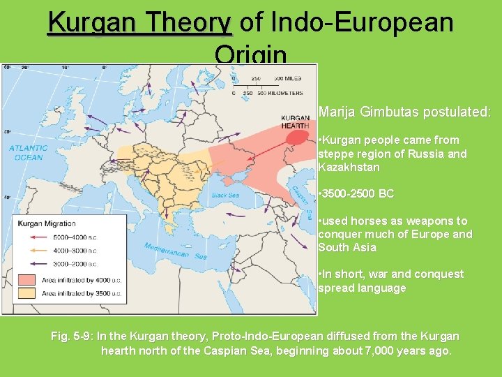 Kurgan Theory of Indo-European Origin Marija Gimbutas postulated: • Kurgan people came from steppe