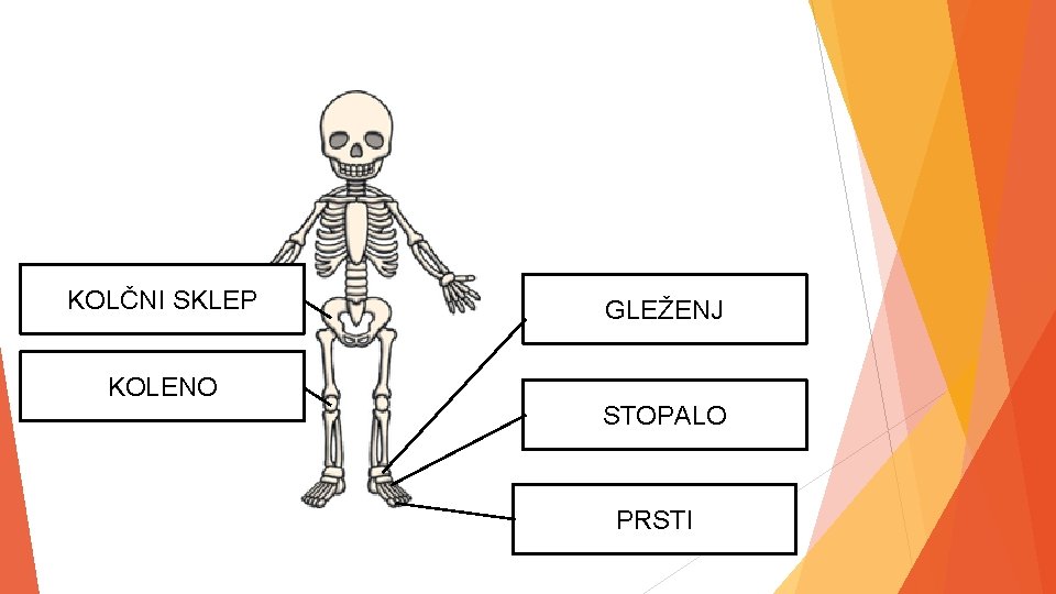 KOLČNI SKLEP KOLENO GLEŽENJ STOPALO PRSTI 