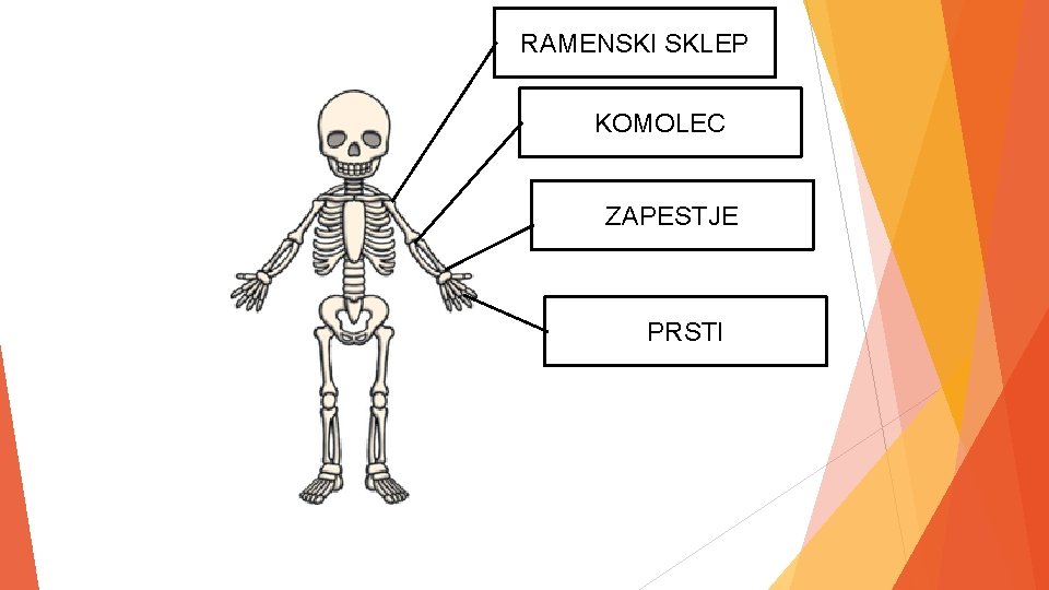 RAMENSKI SKLEP KOMOLEC ZAPESTJE PRSTI 