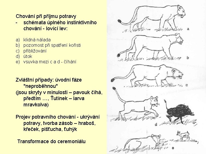 Chování při příjmu potravy - schémata úplného instinktivního chování - lovící lev: a) b)
