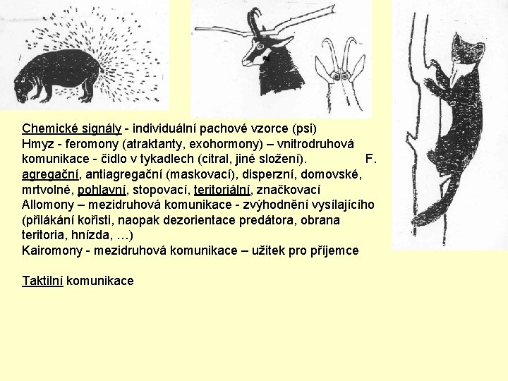 Chemické signály - individuální pachové vzorce (psi) Hmyz - feromony (atraktanty, exohormony) – vnitrodruhová