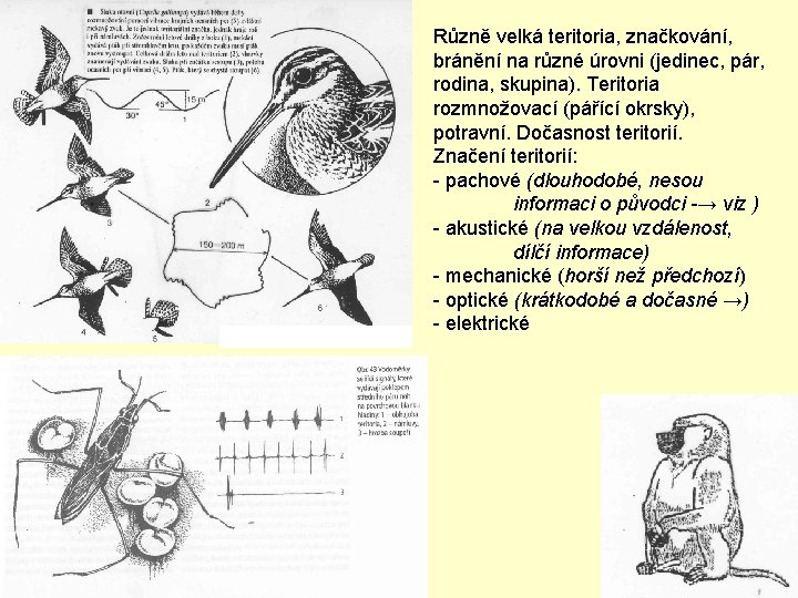 Různě velká teritoria, značkování, bránění na různé úrovni (jedinec, pár, rodina, skupina). Teritoria rozmnožovací