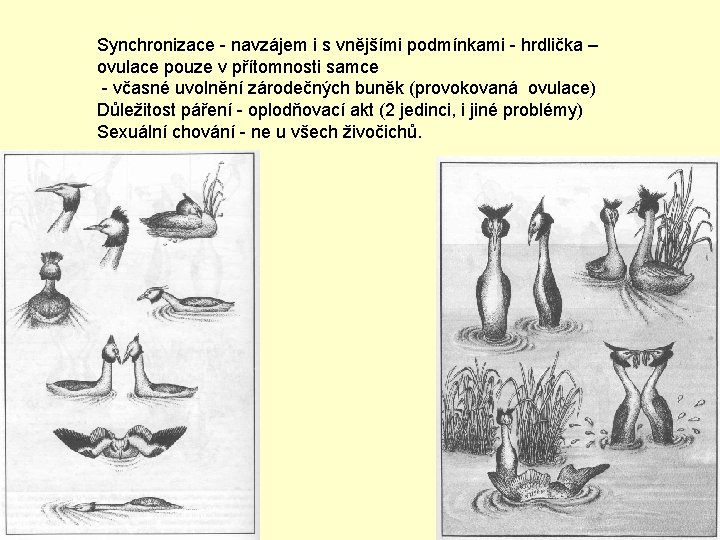 Synchronizace - navzájem i s vnějšími podmínkami - hrdlička – ovulace pouze v přítomnosti