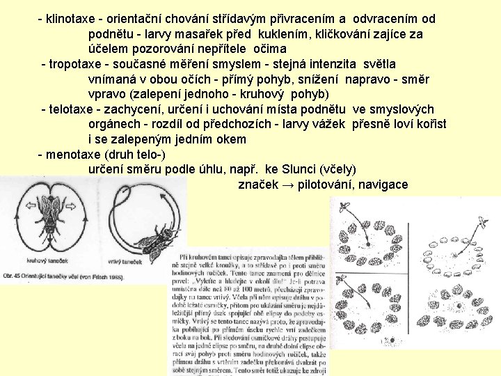 - klinotaxe - orientační chování střídavým přivracením a odvracením od podnětu - larvy masařek