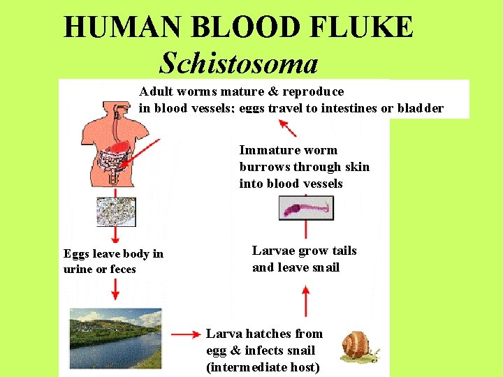 HUMAN BLOOD FLUKE Schistosoma Adult worms mature & reproduce in blood vessels; eggs travel