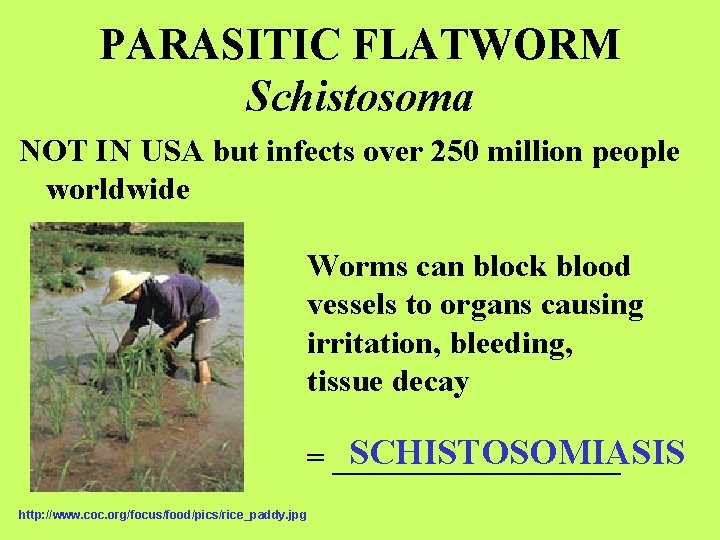 PARASITIC FLATWORM Schistosoma NOT IN USA but infects over 250 million people worldwide Worms