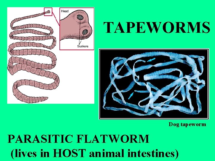 TAPEWORMS Dog tapeworm PARASITIC FLATWORM (lives in HOST animal intestines) 