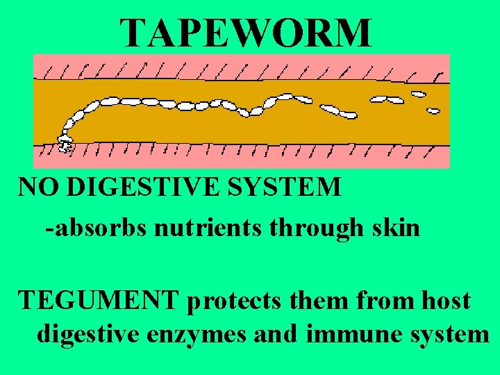 TAPEWORM NO DIGESTIVE SYSTEM -absorbs nutrients through skin TEGUMENT protects them from host digestive